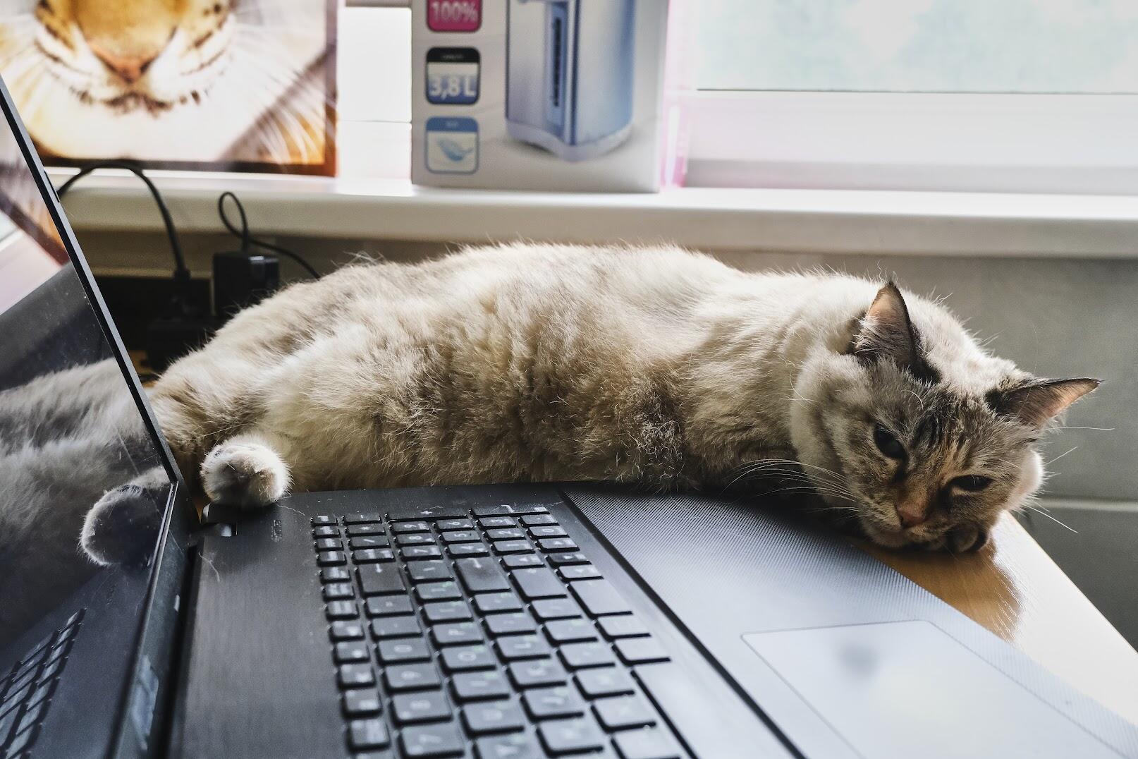 В редакции живет кошка Майя, которую нашла на улице Гузель. Фото: Саша Зубковский / It's My City