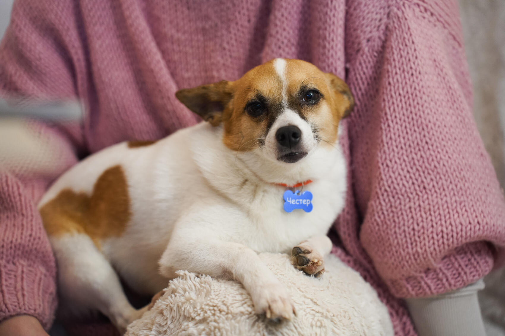 Честер. Фото: Елена Елизарова / It’s My City