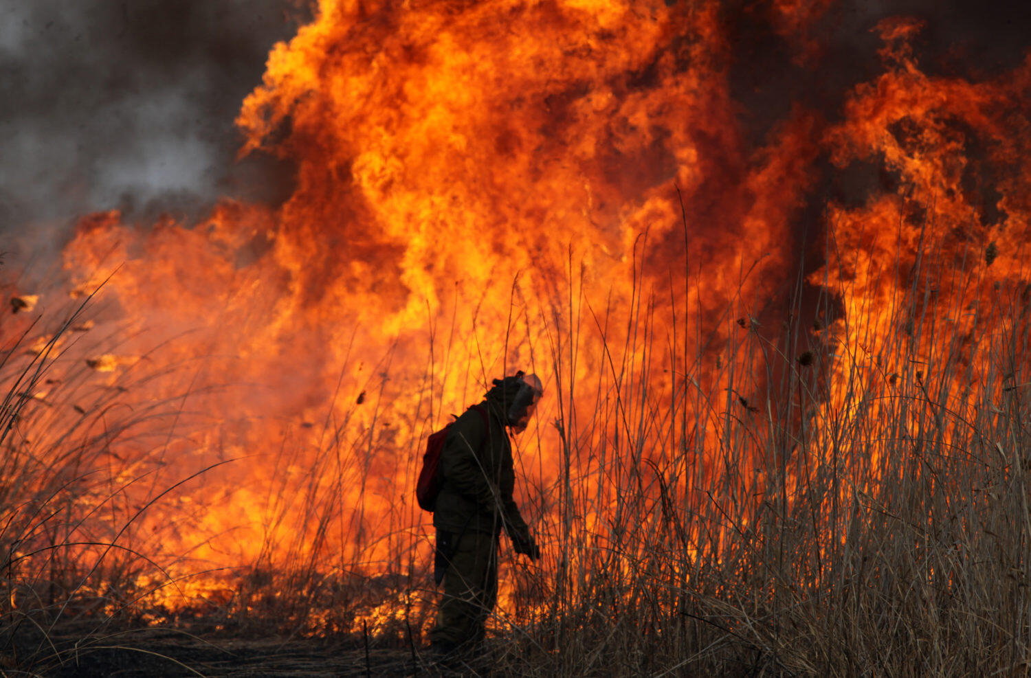 Фото: greenpeace.ru