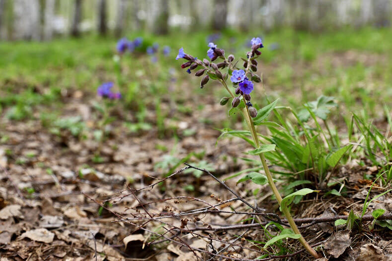 Цветущая медуница. Фото: Илья Вага / It's My City