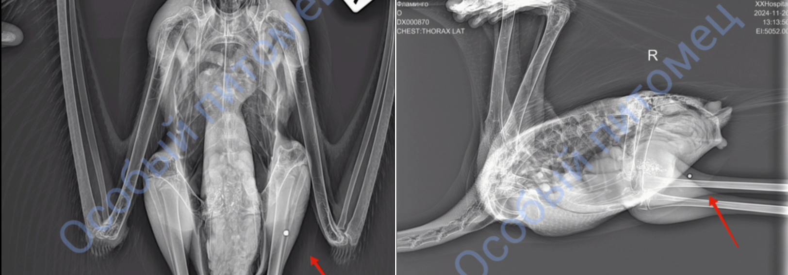 рентгеновский снимок. Фото: Центр «Особый питомец»