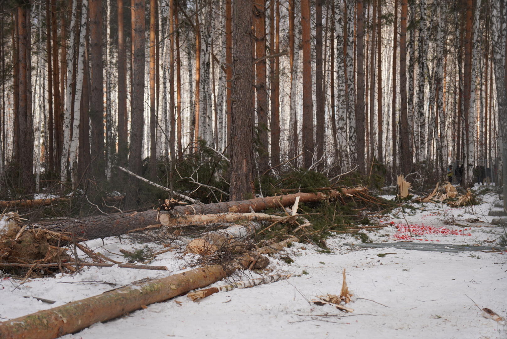 Деревья, которые успел вырубить застройщик 11 февраля