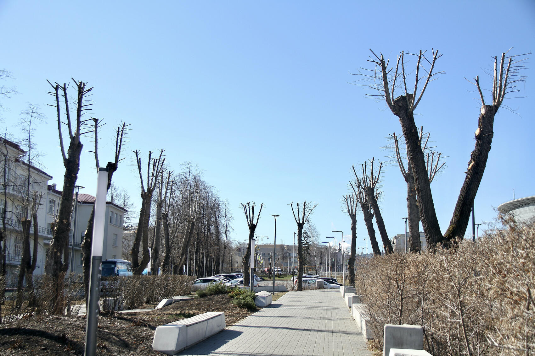 Почему на улицах Екатеринбурга начали массово вырубать деревья и как это  остановить