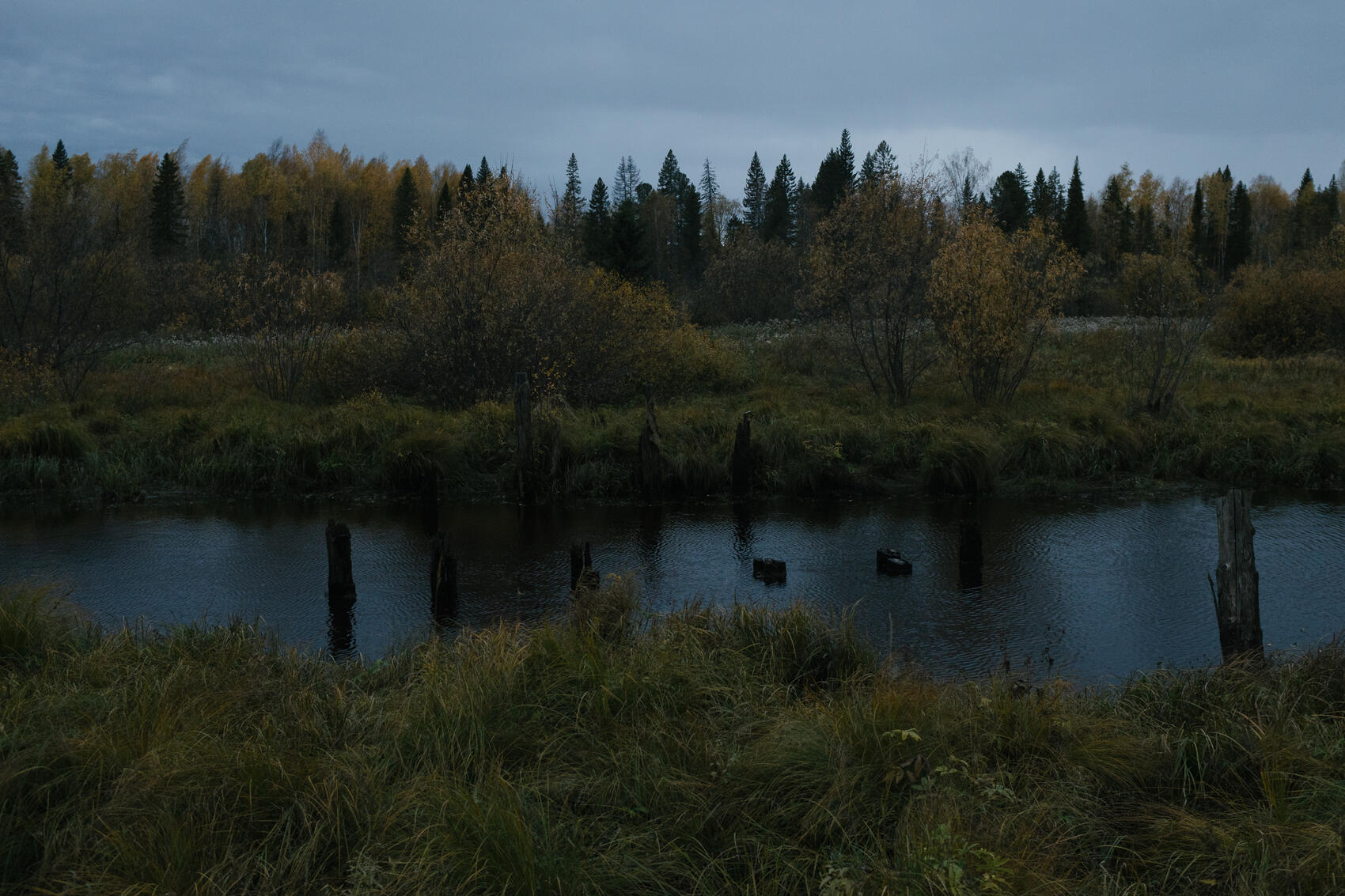 Сваи от мостов, по которым заключенные перевозили древесину