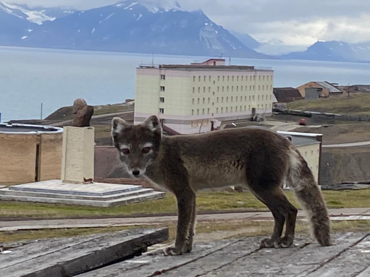 Песец. Фото автора