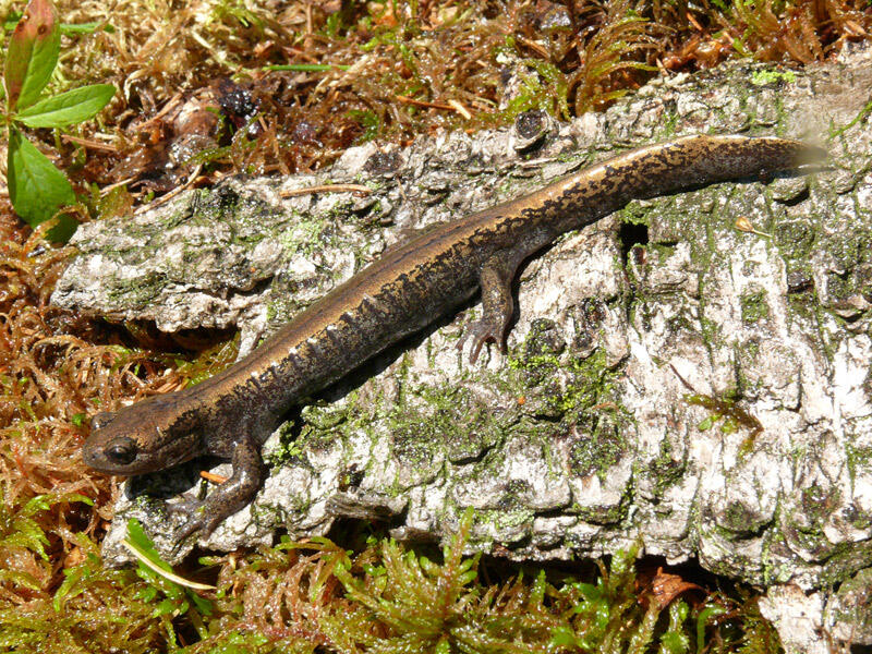 Сибирский углозуб. Фото: Dront.ru