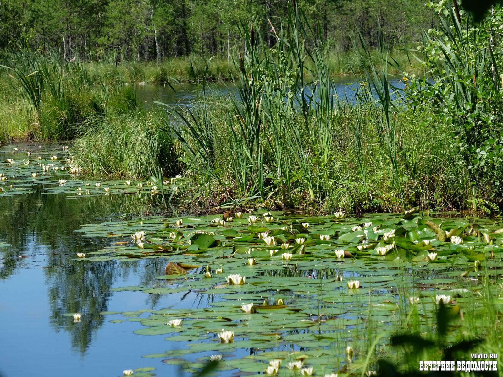 Озеро Малая Здохня. Фото: «Вечерние ведомости»