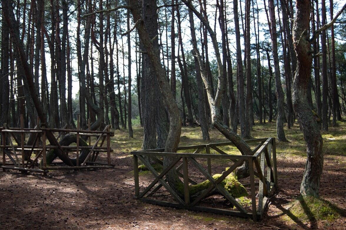 Стволы танцующих деревьев защищают от туристов заборами