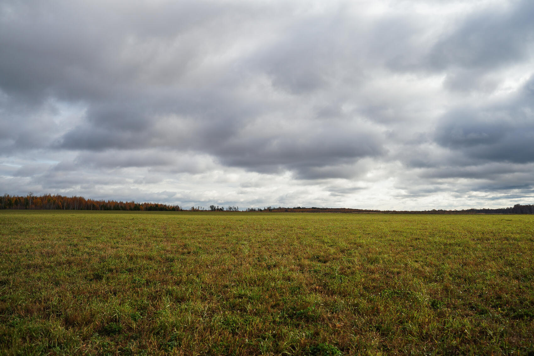 Именно на этом поле собираются строить полигон с мусоросортировочным комплексом. Фото: Елена Елизарова / It’s My City