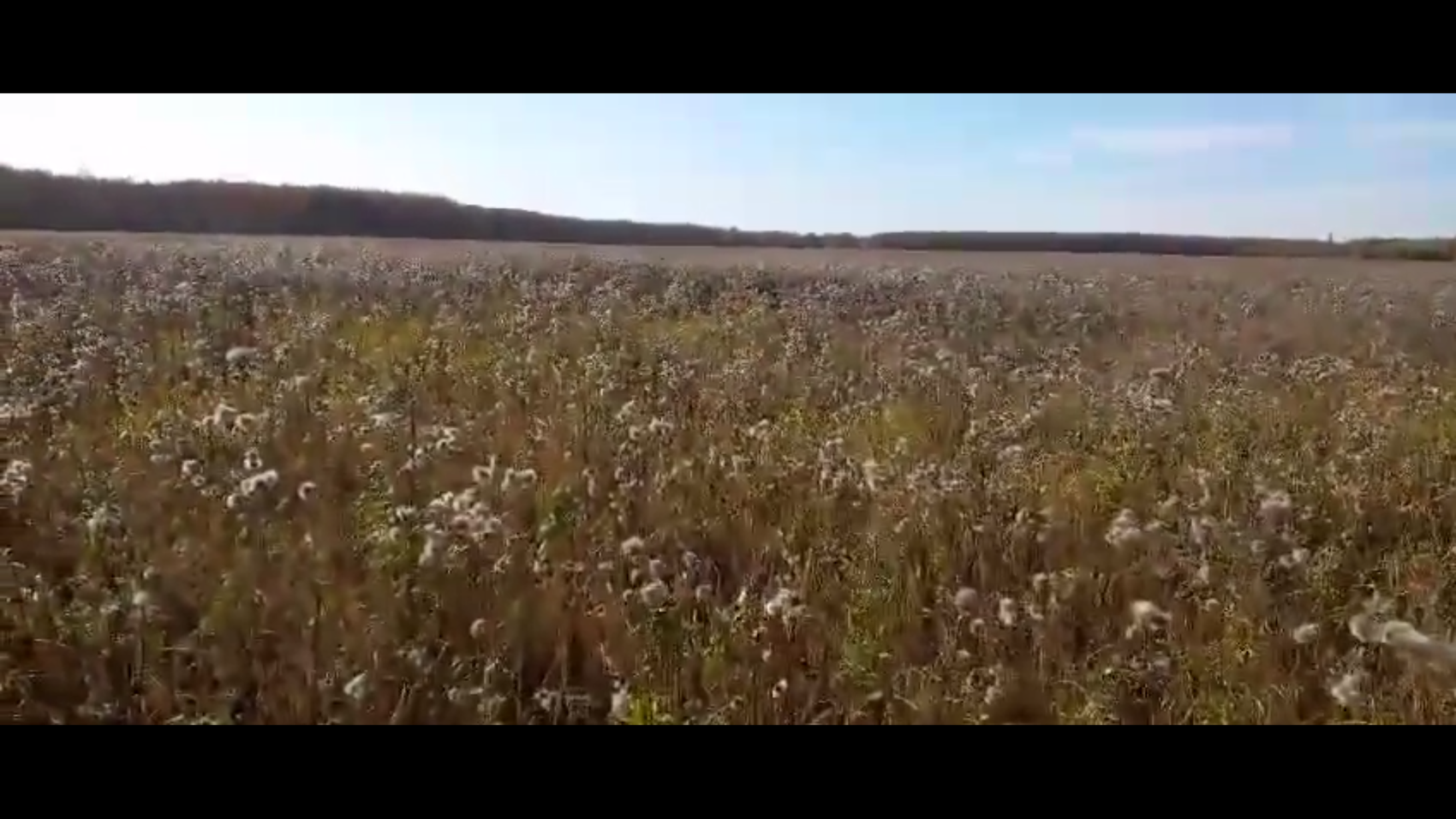 участок сельхозземли под Андреевкой, заросший осотом (сорняк). Фото: скриншот записи, предоставленной противниками строительства мусорного производства