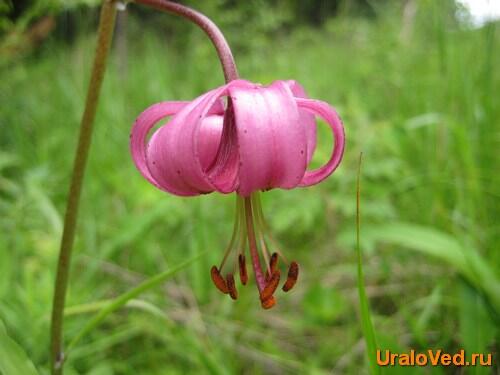Лилия волосистая. Фото: Uraloved.ru