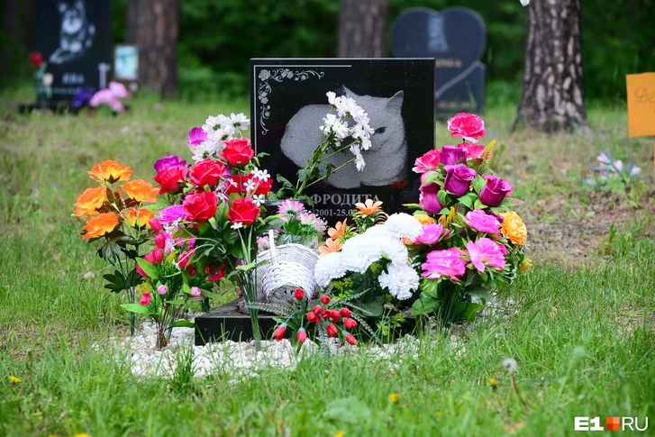 Фото: Артем Устюжанин / E1.Ru