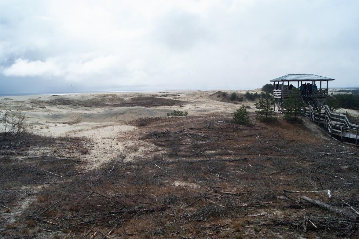 Рядом с дорожками и смотровыми площадками дюны покрывают настилом из веток, выложенных сеткой. Так сдерживают их движение