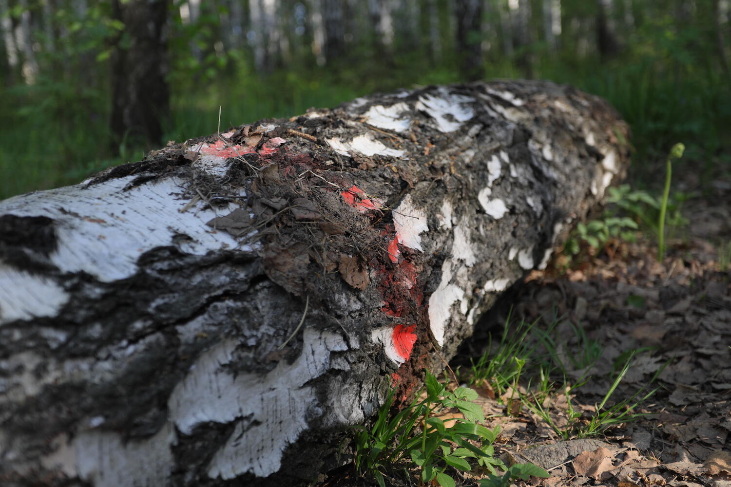 Срубленная береза с отметкой. Фото: Марина Молдавская / It's My City