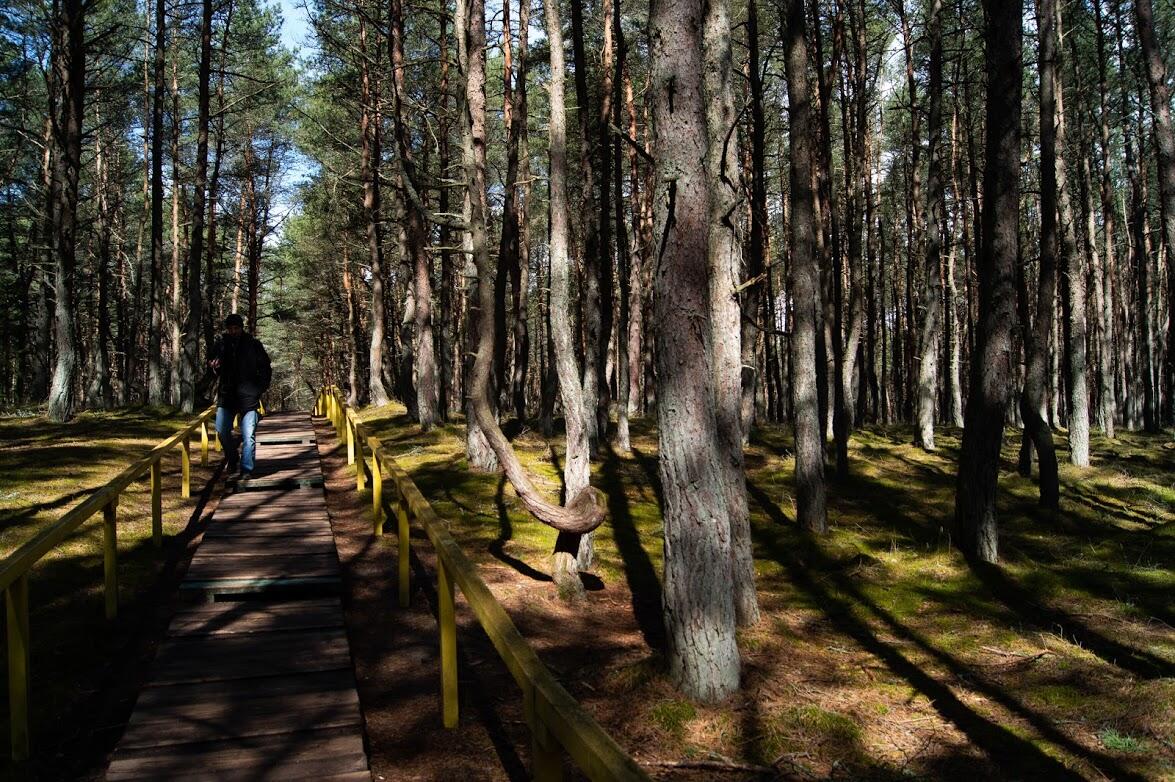 Прогуляться по лесу можно по экотропе