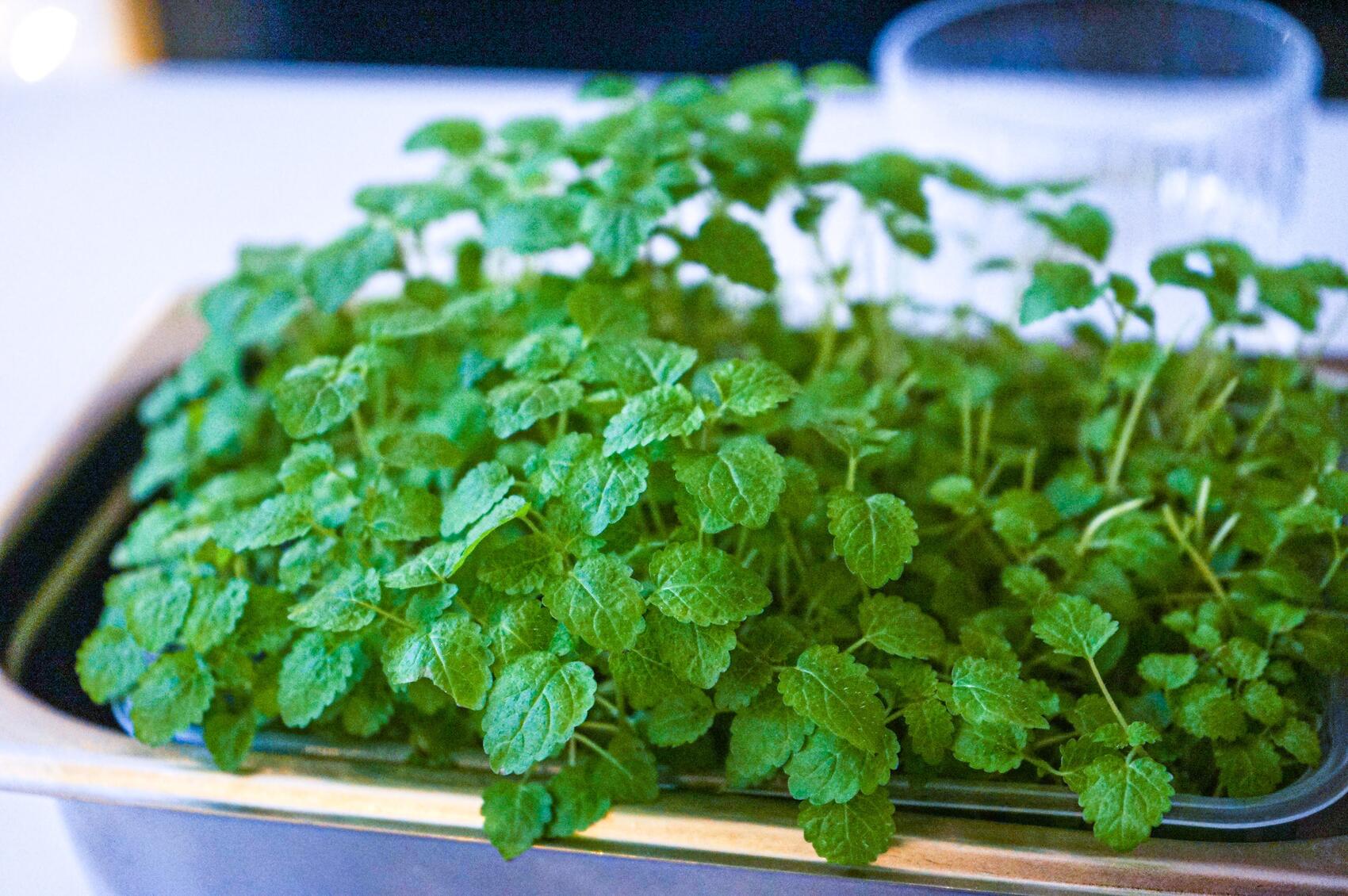 Микрозелень мяты. Фото: Арина Томашова / It's My City
