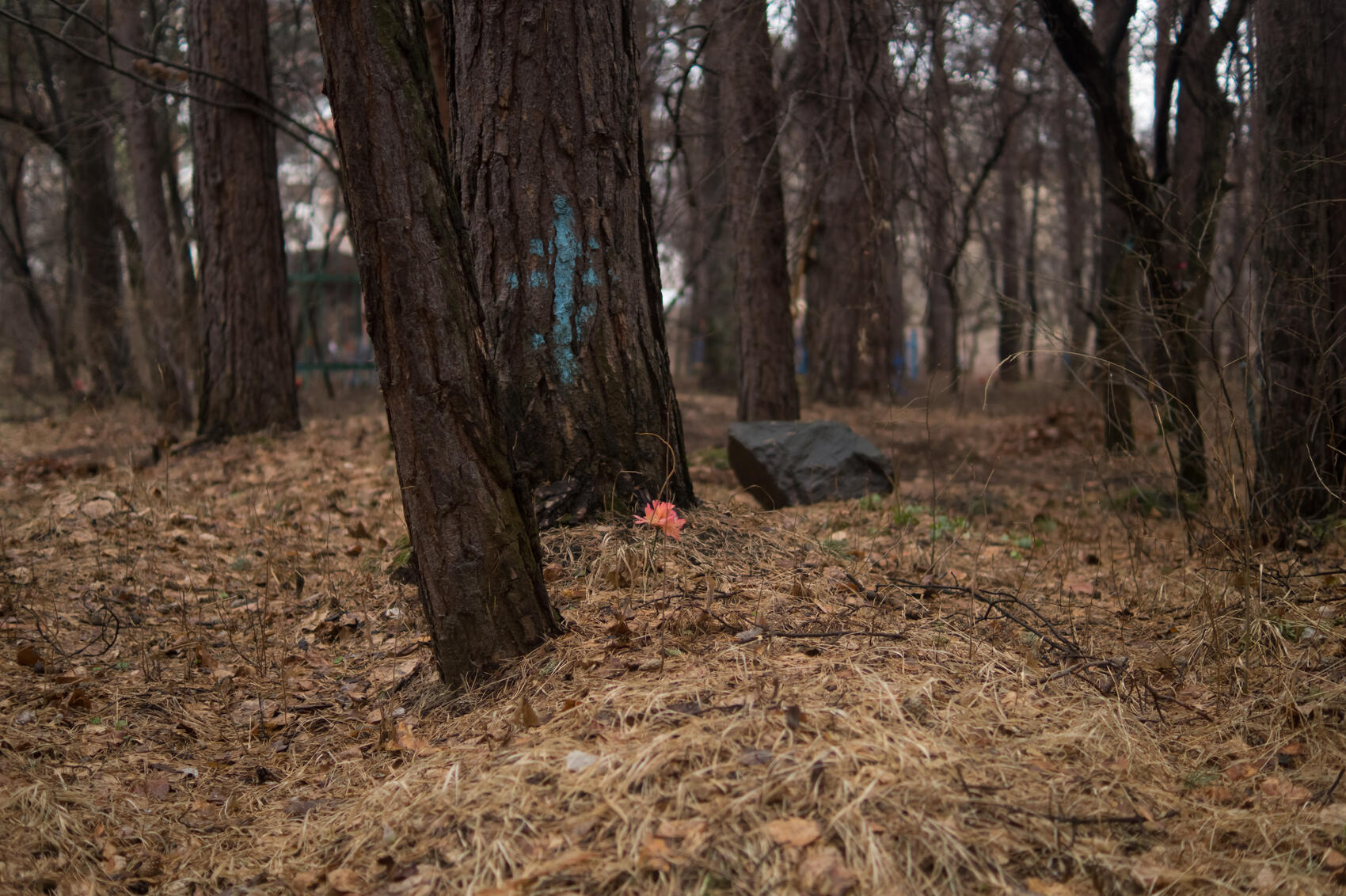 Некоторые захоронения остались без надгробий, и опознать их можно только по едва выделяющимся холмикам. Чтобы хоть как-то отметить местонахождение могилы, студенты-добровольцы рисуют на деревьях кресты. Фото: Елена Елизарова / It's My City