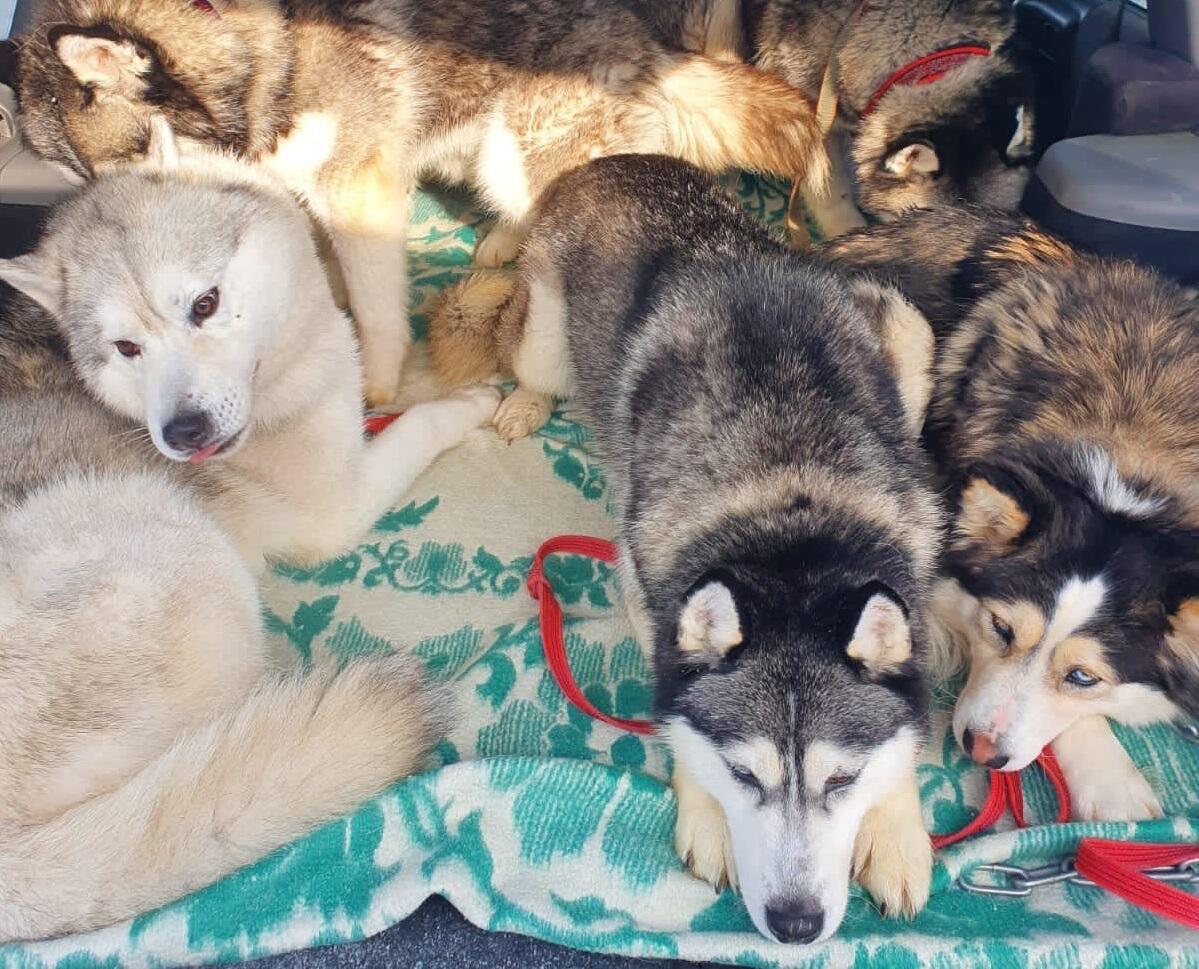 Собаки во время переезда в марте. Фото: «ХаскиЕкб»