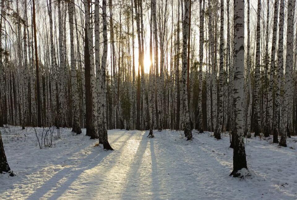Фото: чат защитников Березовой рощи