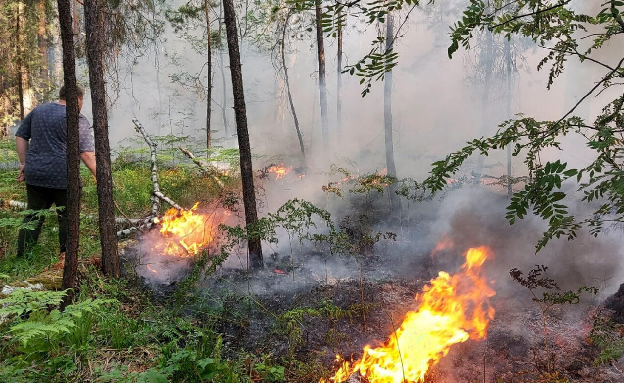 Пожар в Шувакишском лесопарке. Фото: Е1