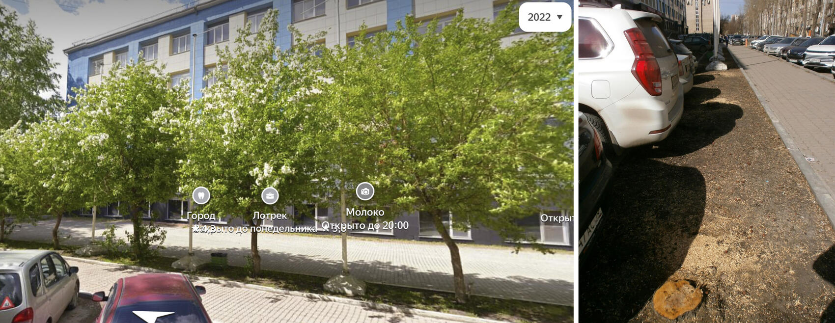 Коллаж: «Яндекс. Панорама», телеграм-канал «Деревья Екатеринбурга»