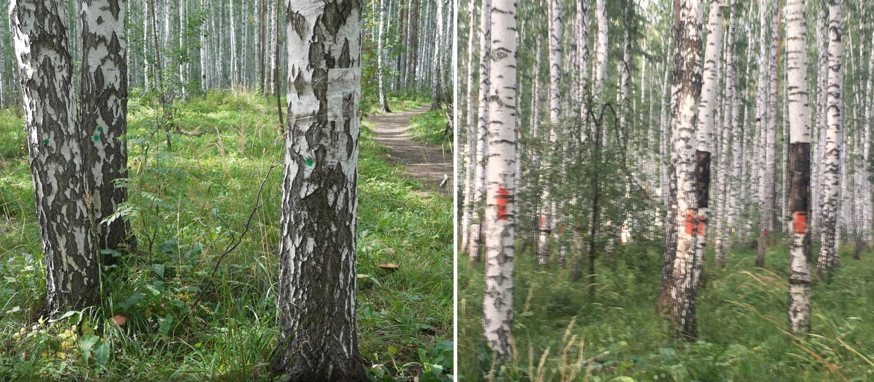 Зеленой краской отмечены деревья, которые, по мнению специалистов, нужно сохранить, красной — поврежденные деревья, которые, скорее всего, пойдут под снос. Фото: пресс-служба «Атомстройкомплекса», защитники Березовой рощи