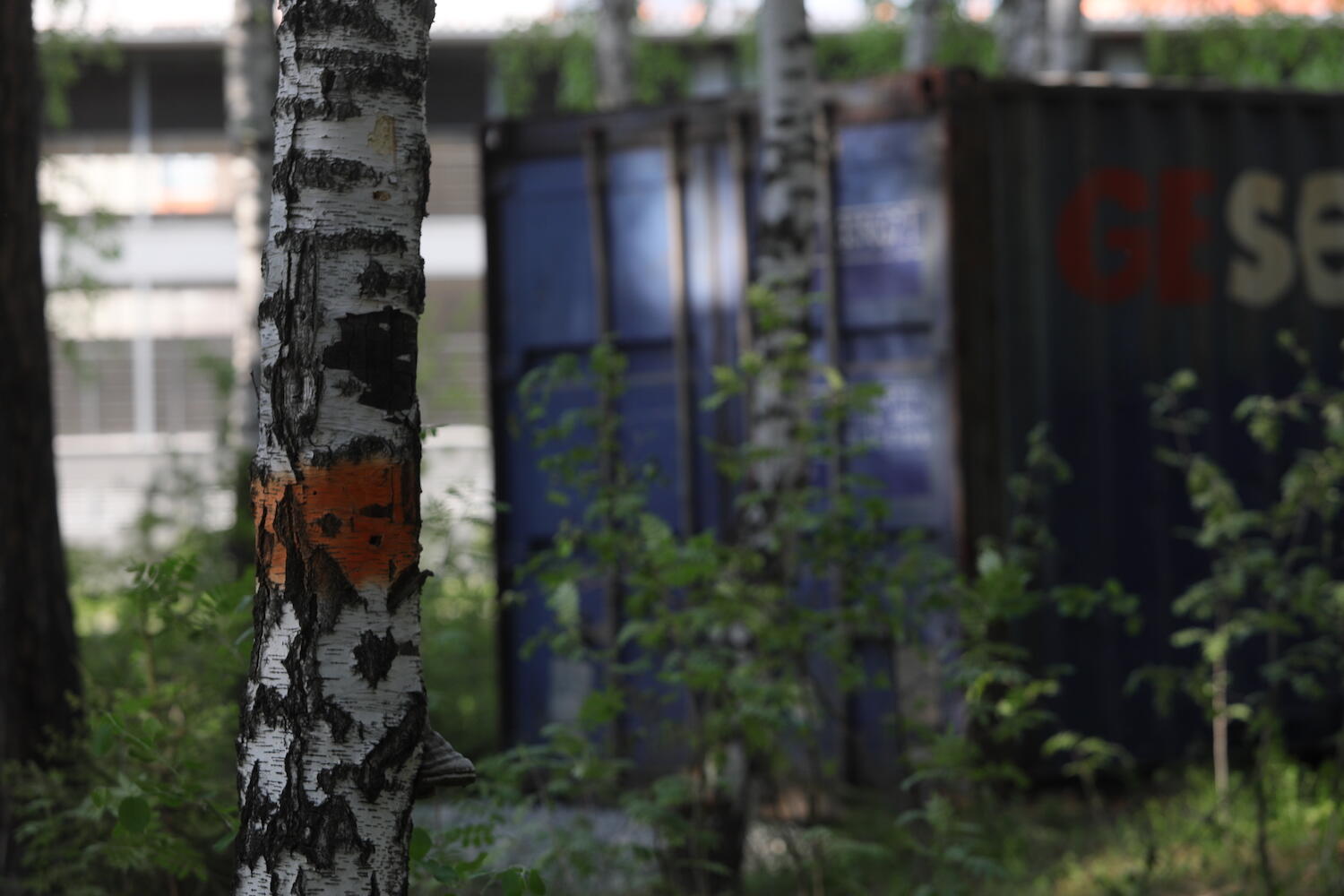 Береза с отметкой и морской контейнер. Фото: Марина Молдавская / It's My City