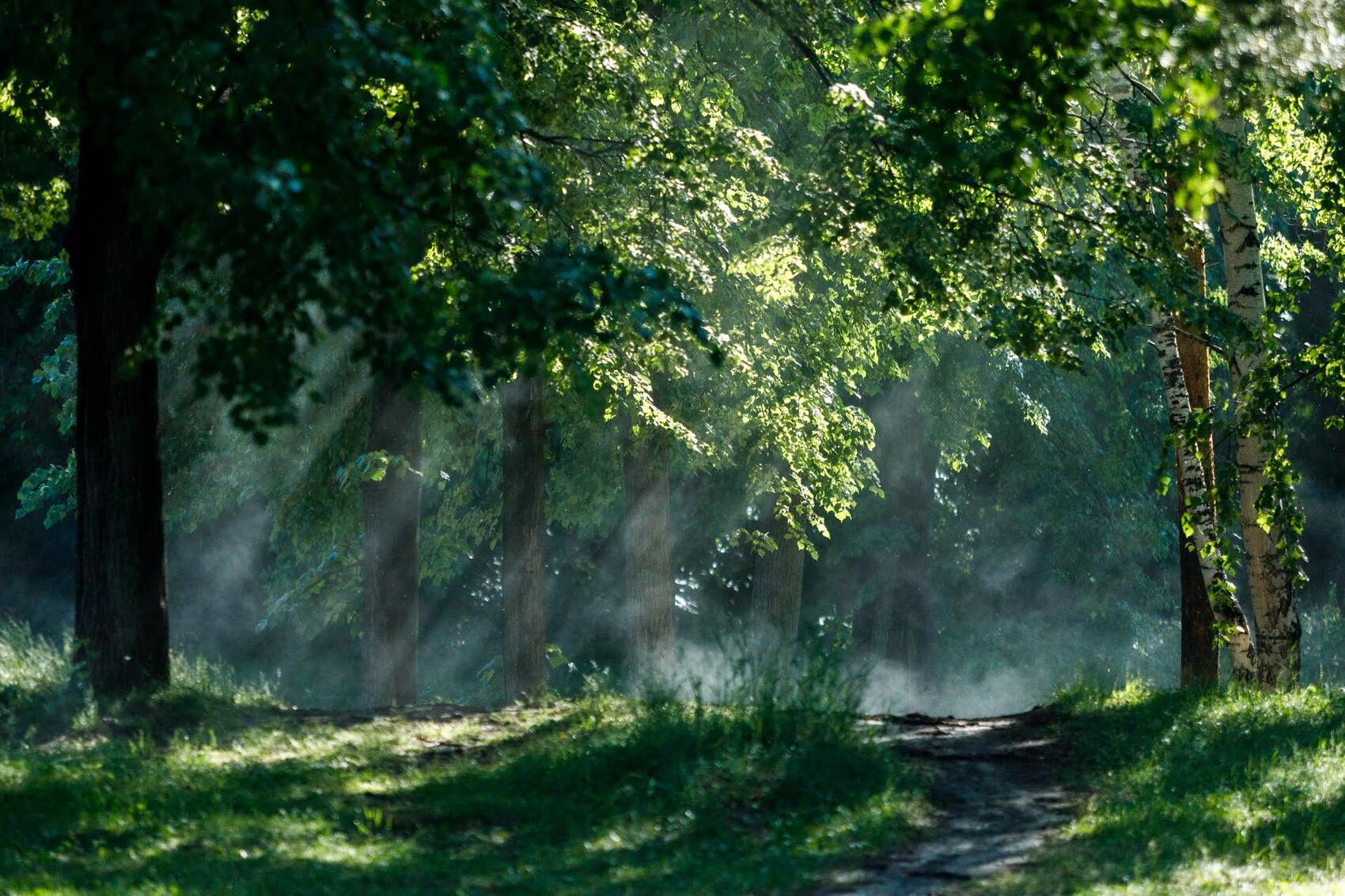 Шарташский лесопарк. Фото: Марина Молдавская / It’s My City