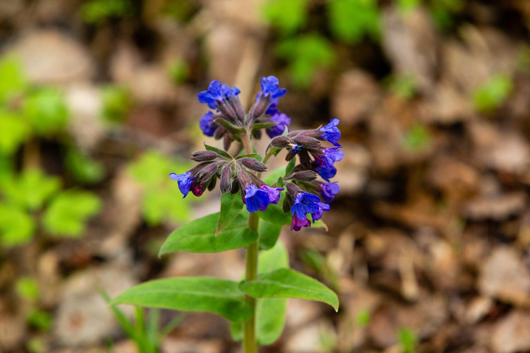 А рядом растут медуницы. Фото: Илья Вага / It's My City