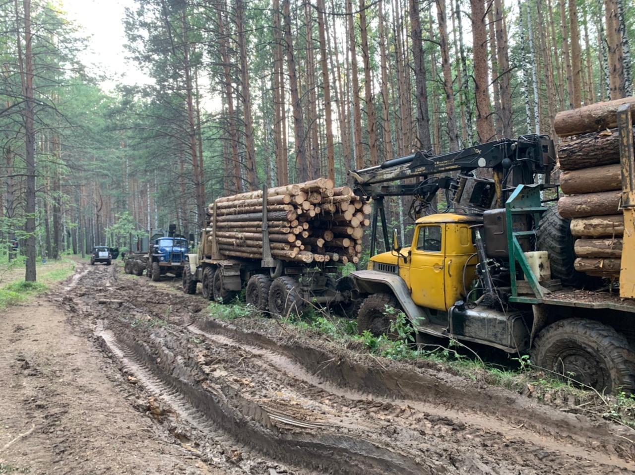 Под Екатеринбургом местные жители отстаивают лес от вырубки. После огласки  в СМИ «санитарную чистку» приостановили