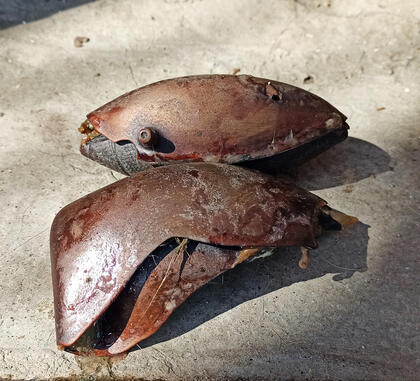 Мяч, который извлекли из желудка медведя. Фото: пресс-служба Екатеринбургского зоопарка