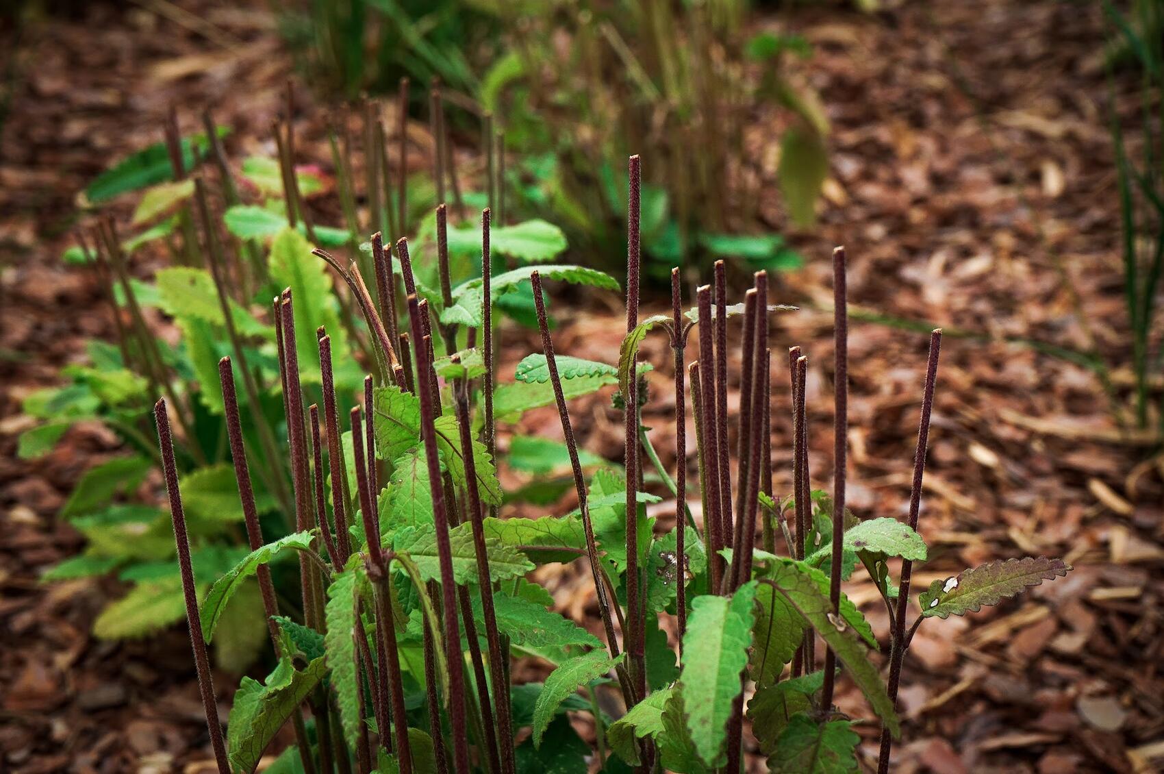 Обрезка осенью — важный элемент ухода. Фото: Арина Томашова / It's My City