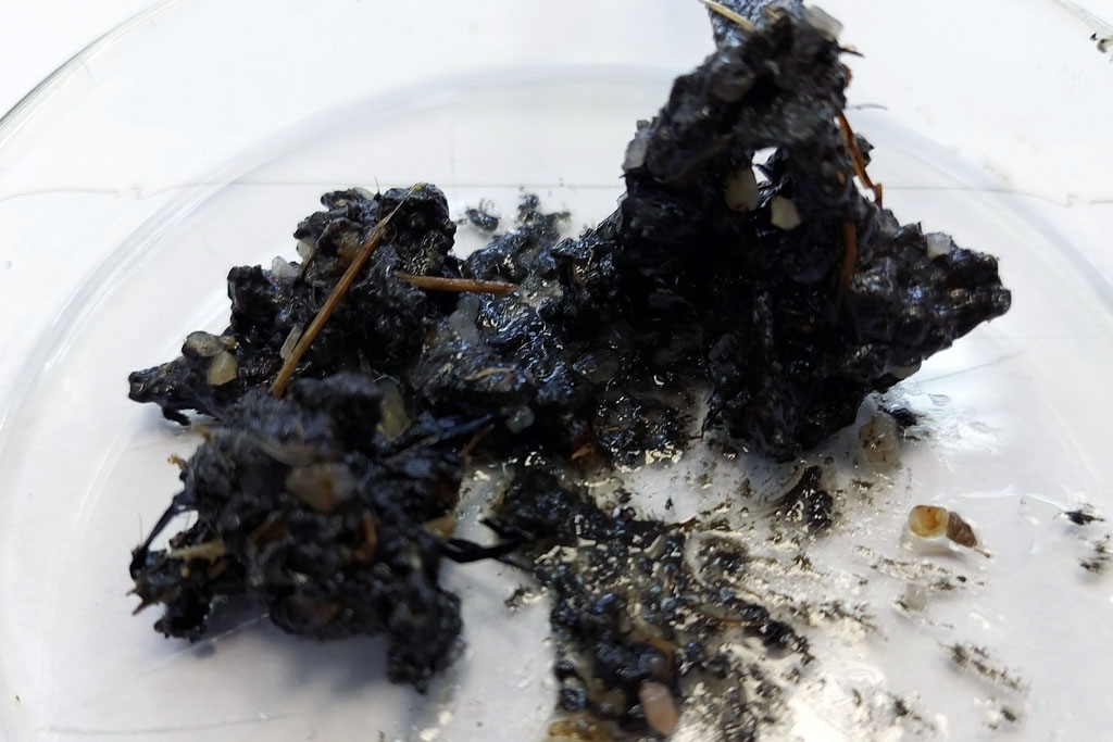 Фото: «Тайга.инфо».