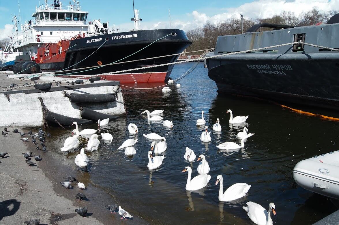 Рядом с гостиницей можно покормить лебедей