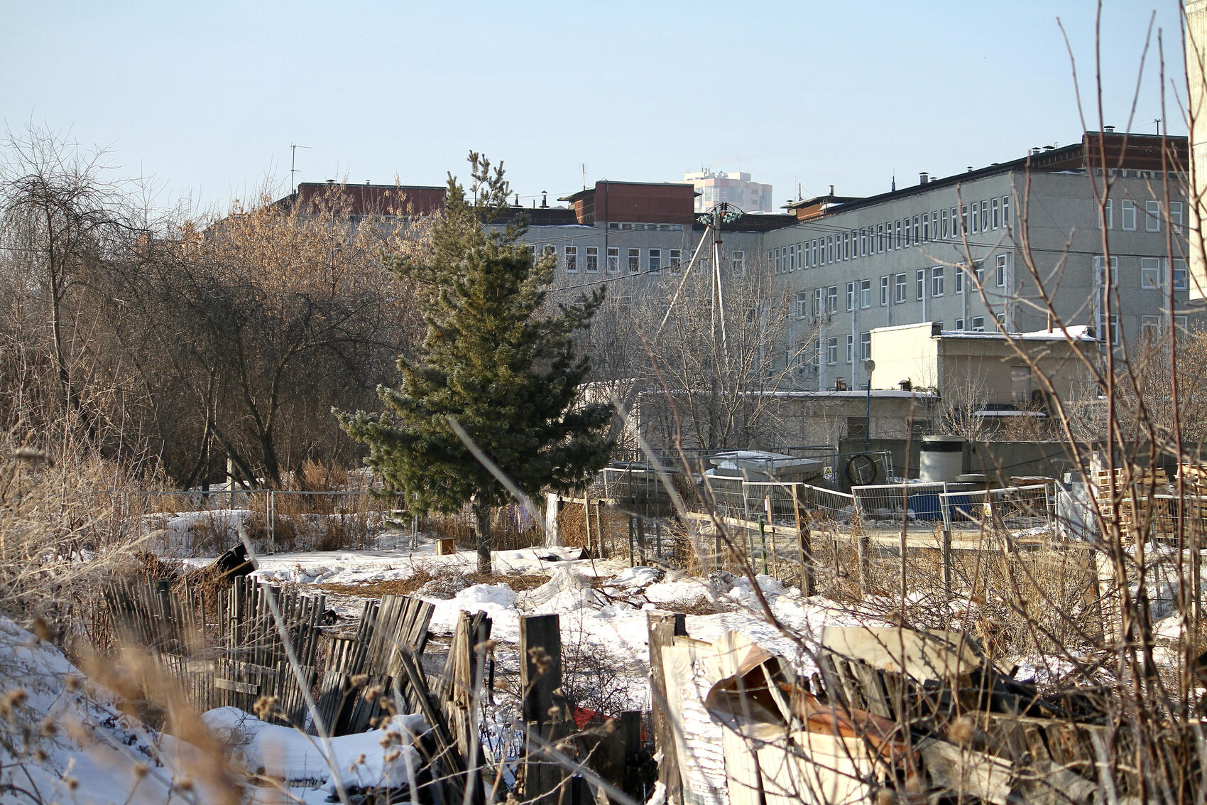 Кедр все еще растет во дворе. Но вскоре его срубят ради строительства дороги. Фото: Мария Рубинина / It's My City
