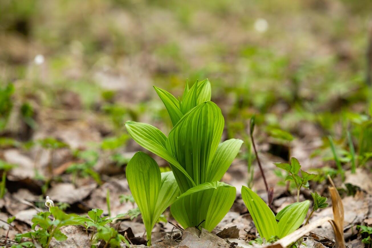 Чемерица Лобеля – то самое ядовитое растение, от корешков до кончиков листьев. Фото: Илья Вага / It's My City