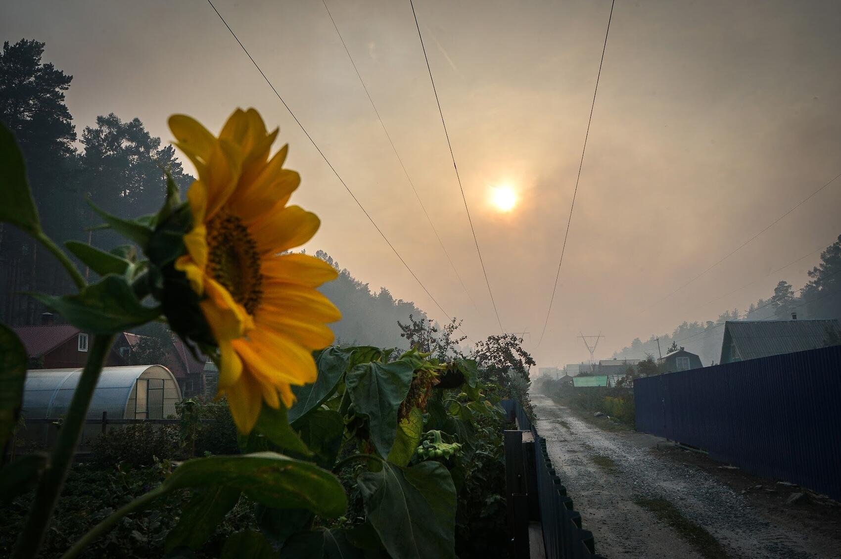 Горизонт СНТ «Мирный» заволокло дымом. Фото: Арина Томашова / It's My City