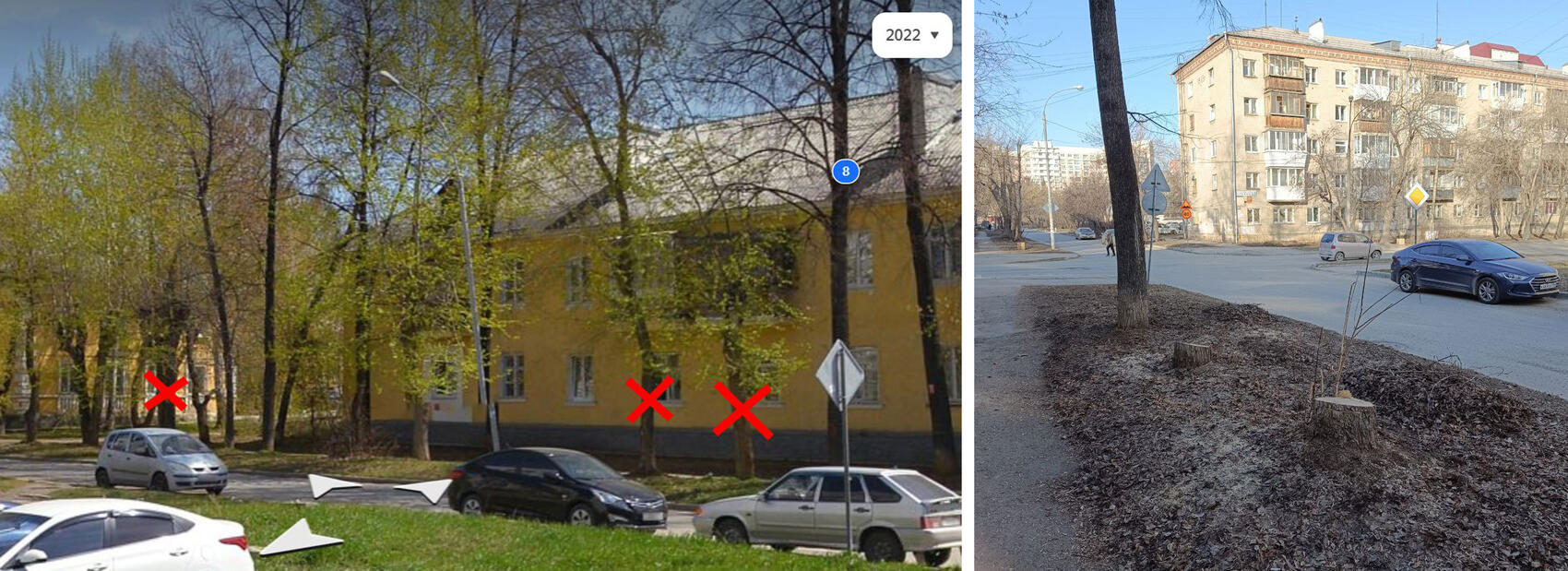 Коллаж: телеграм-канал «Деревья Екатеринбурга»