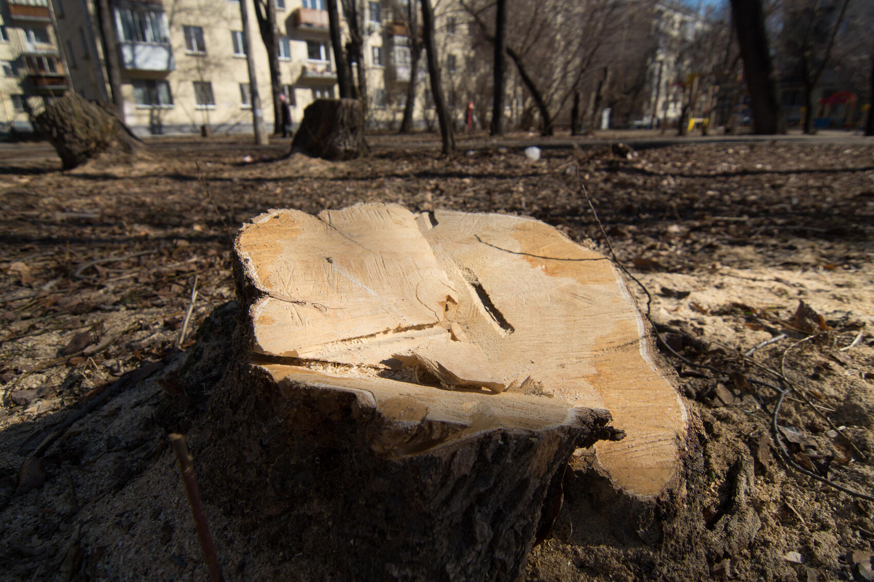 Фото: Елена Елизарова / It's My City