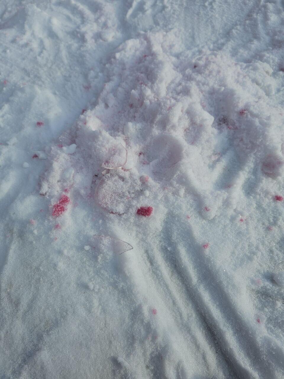 Фото: инициативная группа собачников